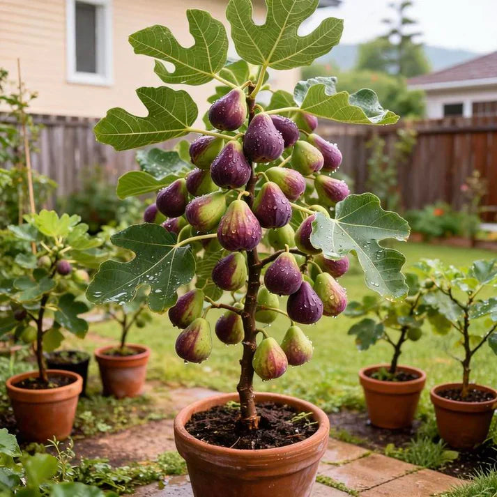 🌿Brown Turkey Fig Seeds