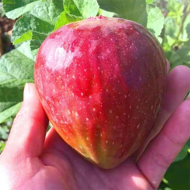 🌿Brown Turkey Fig Seeds