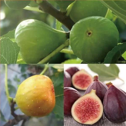 🏆 New Harvest🌿Brown Turkey Fig Seeds –High Yield & Easy to Grow