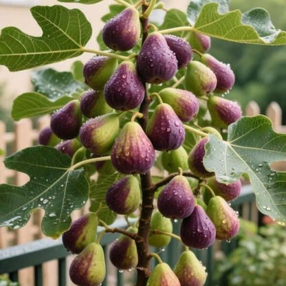🏆 New Harvest🌿Brown Turkey Fig Seeds –High Yield & Easy to Grow