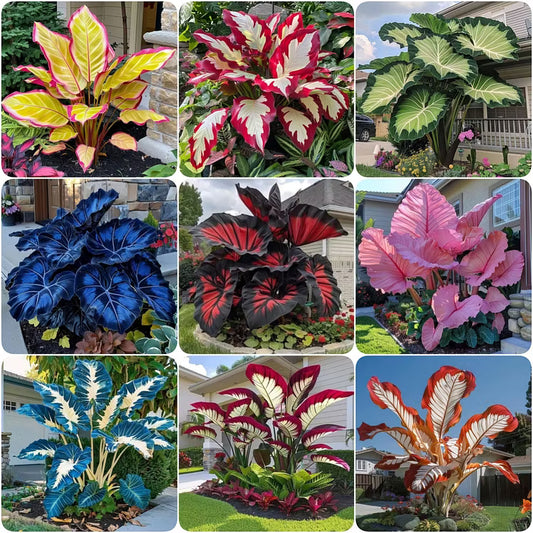 👨‍🌾 Giant Elephant Ear Seeds – Tropical Plants with Massive Leaves
