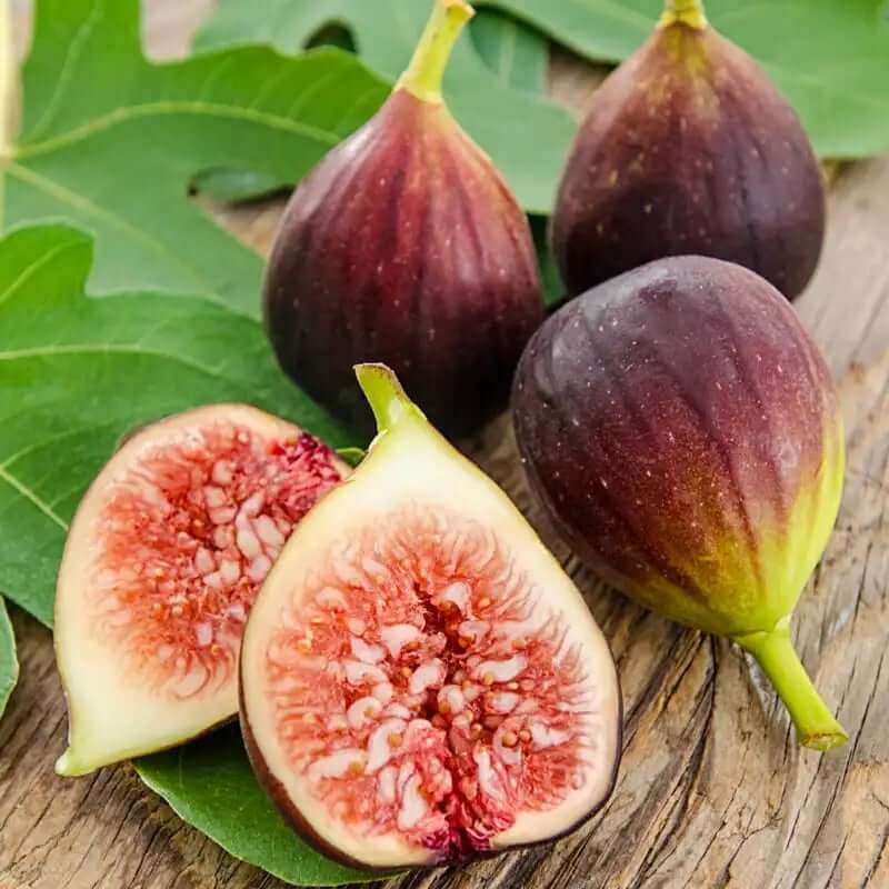 🏆 New Harvest🌿Brown Turkey Fig Seeds –High Yield & Easy to Grow