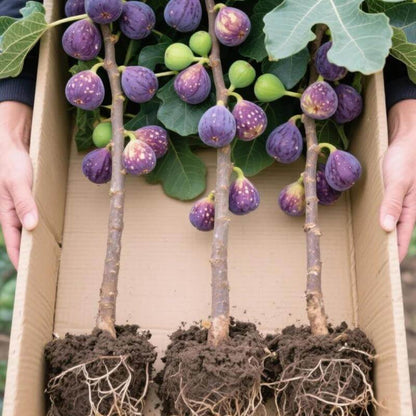 🏆 New Harvest🌿Brown Turkey Fig Seeds –High Yield & Easy to Grow