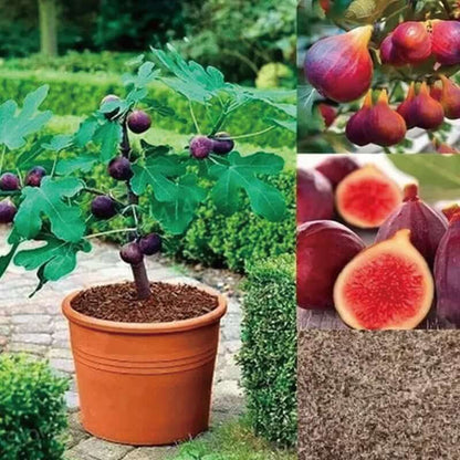 🏆 New Harvest🌿Brown Turkey Fig Seeds –High Yield & Easy to Grow